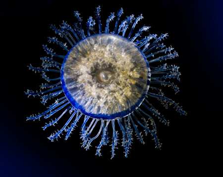 free porn toying hardcore video anal bubble butt movs older